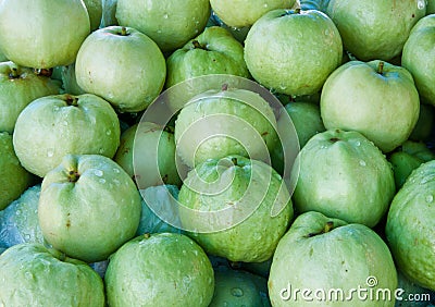 Many fresh green guava in Thailand Stock Photo