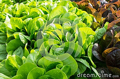 Many fresh leaves Salad in the garden Stock Photo