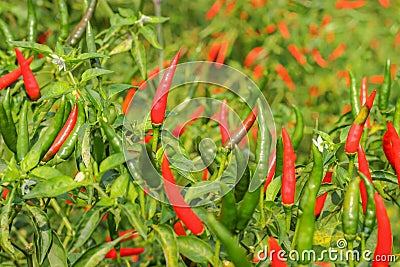 Many fresh red hot chili peppers growing on tree Stock Photo