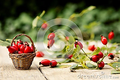 Many fresh rose hips Stock Photo