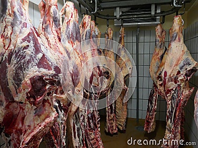 Many fresh slaughtered cattle halves are hanging in the cold store of a slaughterhouse in Germany, Schleswig-Holstein Stock Photo