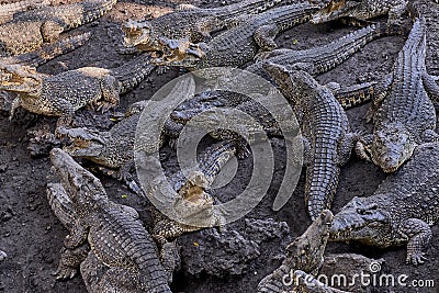 Many frightening crocodiles lying on ground and on top of each other, some with open mouths. Stock Photo