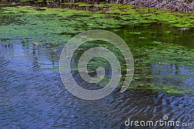 Many frogs in swamp, pond of murky water, full of green algae, animal wildlife. Stock Photo