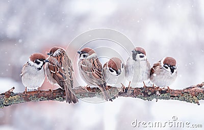 funny little birds sparrows are sitting on a tree branch in winter garden under falling snowflakes and cheerfully tweet Stock Photo