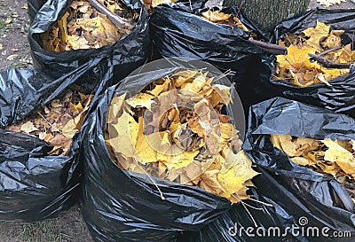 Many garbage bags of raked autumn yellow maple leaves Stock Photo
