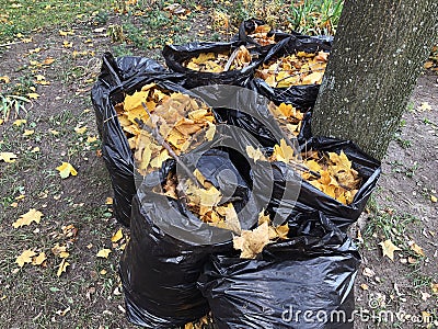 Many garbage bags of raked autumn yellow maple leaves on ground Stock Photo