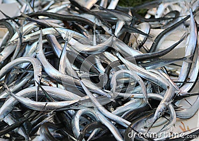 many garfish just caught Stock Photo