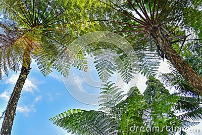 Many giant fern trees in a tropical rain forest with a background of blue sky and white clouds. can be used as background and Stock Photo