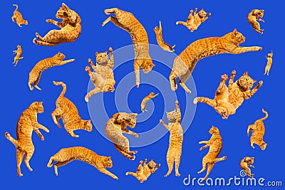 Many ginger flying and jumping funny cats isolated on a blue background Stock Photo