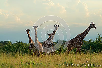 Unique formation of standing three giraffes at meru national park kenya Stock Photo