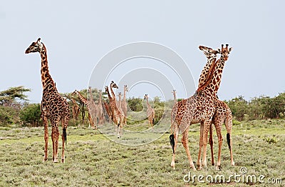 Many giraffes grazing in the African bush, Serengeti Reserve, Ta Stock Photo