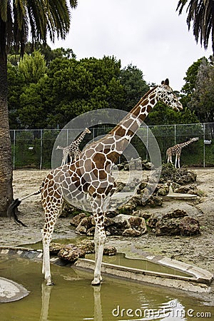 Giraffes at a zoo Stock Photo