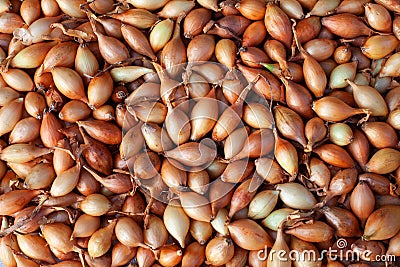 many golden bulbs, onion seedlings Stock Photo