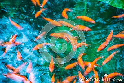 Many goldfish rapidly moving under water Stock Photo