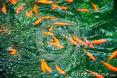 Many goldfish rapidly moving under water Stock Photo