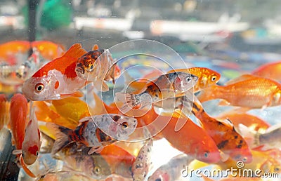 many goldfish swim in an aquarium Stock Photo