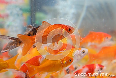 many goldfish swimming in the pet shop aquarium Stock Photo
