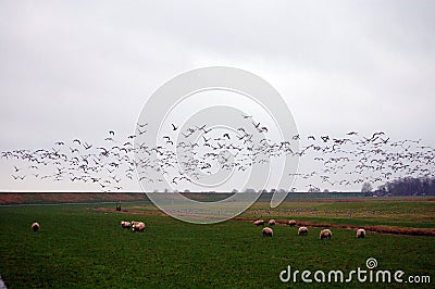 Grazing geese in the Dutch landscape Editorial Stock Photo