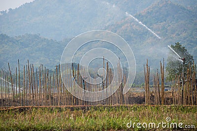 Many green cabbages in the agriculture fields at Phutabberk Phetchabun, Thailand Stock Photo