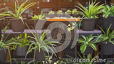 Green houseplants in black plastic pots hanging on steel shelf decoration with irrigation watering system in gardening area Stock Photo