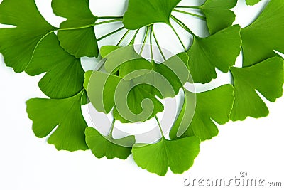 Many green leaves of ginkgo biloba isolated on a white background and arranged in a composition suitable for the original design Stock Photo
