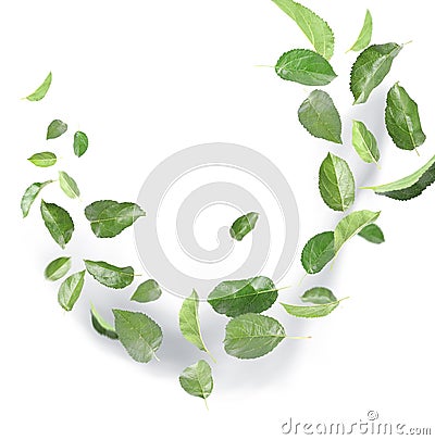 Many green leaves moving by gust wind on white background Stock Photo