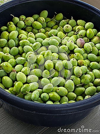 Olive Harvest Stock Photo