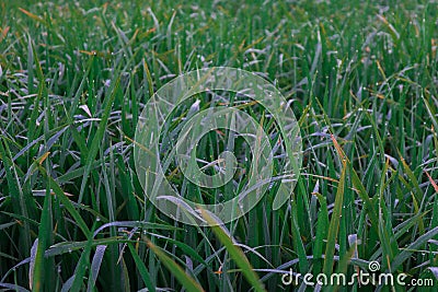 Many green rice plants are next to each other. Stock Photo