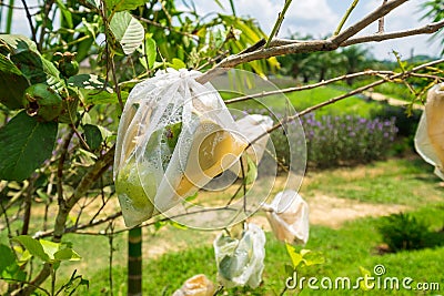 Many Guava in the Organic Fruit Farm, Taking Care from Bugs with in Plastic Bag Stock Photo