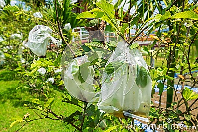 Many Guava in the Organic Fruit Farm, Taking Care from Bugs with in Plastic Bag Stock Photo