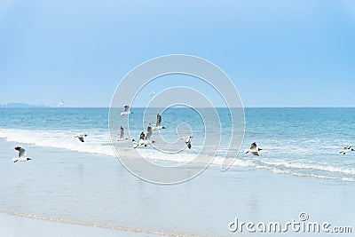 Many gull birds on a sandy beach, strolling in search of food.Th Stock Photo