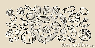 Many hand-drawn vegetables. Food sketch vector illustration Vector Illustration