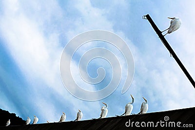 Many herons stood up Stock Photo