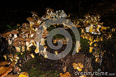 Many honey mushrooms growing tree stump, also called Armillaria ostoyae or dunkler hallimasch Stock Photo