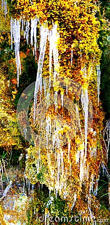 Many icicles in the sidelight hang in a wall of moss Stock Photo