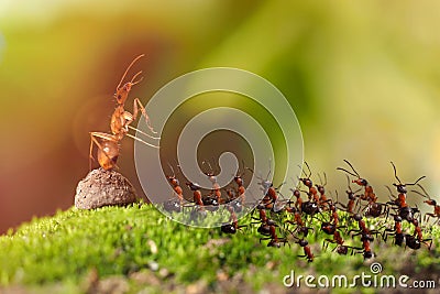 insects ants rally in the woods Stock Photo