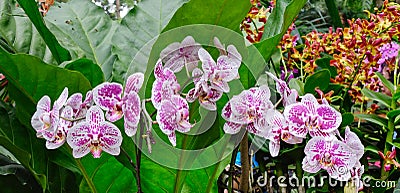 Many kind of orchid flowers at the Botanic Gardens in Singapore Stock Photo