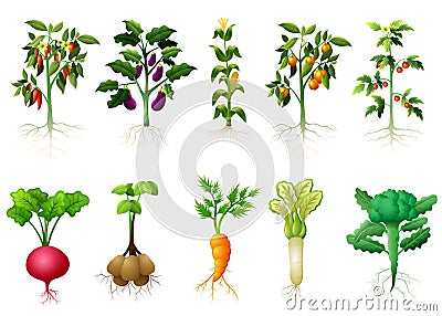 Many kind plant of vegetables with roots illustration Vector Illustration