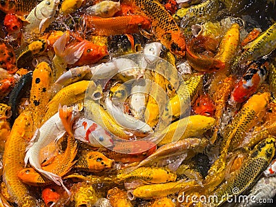 Many koi fish are waiting to eat in the pond for background, Fancy carp Stock Photo