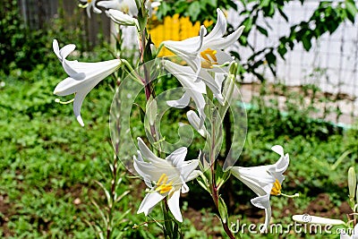 Many large delicate white flowers of Lilium or Lily plant in a British cottage style garden in a sunny summer day, beautiful Stock Photo