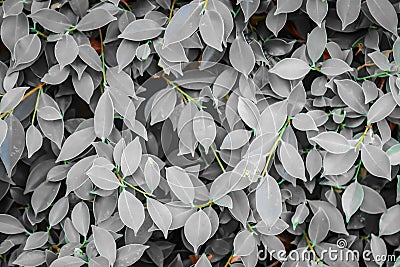 Many leaves that turn gray Stock Photo