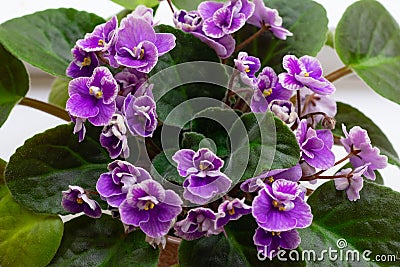 Many little blossoming african violet flowers saintpaulia in pot. Decoration for windowsill Stock Photo