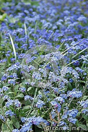 Many little blue forget me nots closeup Stock Photo