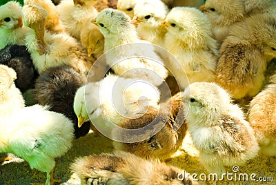 Many little chicken farm Stock Photo