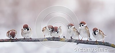 little funny birds sparrows are sitting on a branch in the garden and cute quarrel Stock Photo