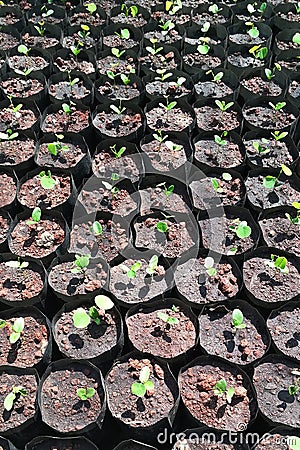 Many little plant in black plastic pot Stock Photo