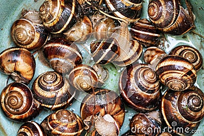 Many live snails helix lucorum in plastic bucket Stock Photo