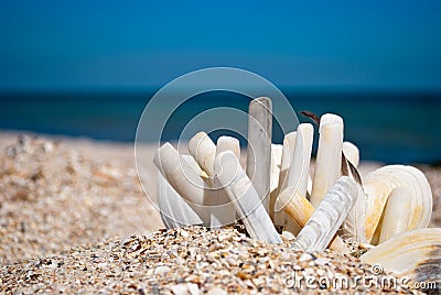 Many long and round seashells white gray on a background of blue sea sand beach summer sunny day Stock Photo