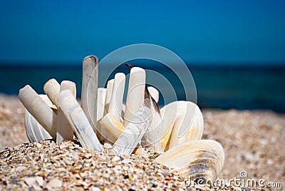 Many long and round seashells white gray on a background of blue sea sand beach summer sunny day Stock Photo