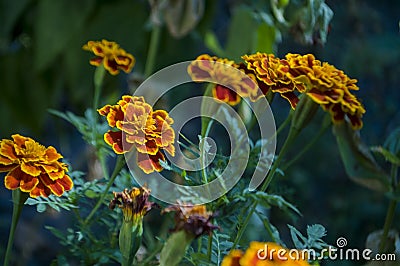 Many marigolds flowers on the autumn flower-bed Stock Photo